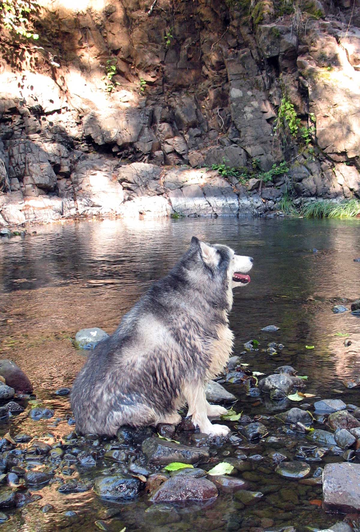 Loki basking in the afternoon sunlight after swimming in his favorite pool at the confluence of the North Fork and the Salmonberry River.