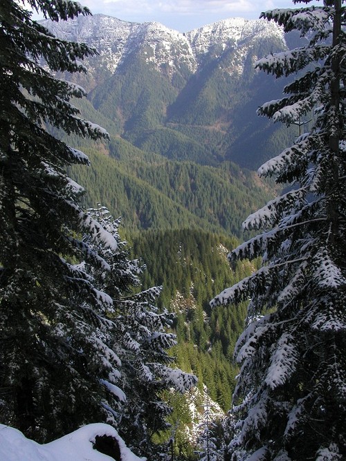 Looking down the north slope into the Salmonberry River Canyon.